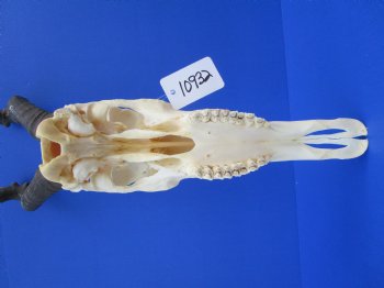 Female Red Hartebeest Skull with 16 inches horns <font color=red> Grade A</font> for $109.99 (SHIPS UPS ONLY)