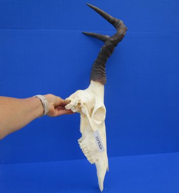 Female Red Hartebeest Skull with 16 inches horns <font color=red> Grade A</font> for $109.99 (SHIPS UPS ONLY)