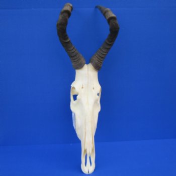 Female Red Hartebeest Skull with 16 inches horns <font color=red> Grade A</font> for $109.99 (SHIPS UPS ONLY)
