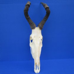 Female Red Hartebeest Skull with 16 inches horns <font color=red> Grade A</font> for $109.99 (SHIPS UPS ONLY)