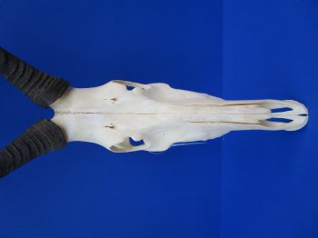 Female Red Hartebeest Skull with 16 inches horns <font color=red> Grade A</font> for $109.99 (SHIPS UPS ONLY)
