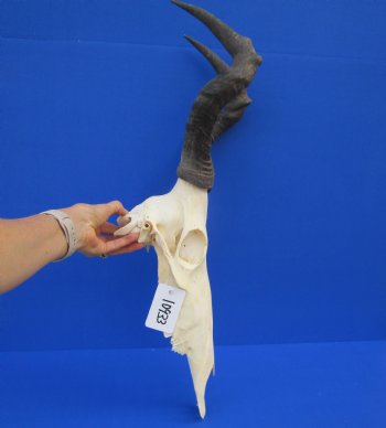 Female Red Hartebeest Skull with 16 inches horns <font color=red> Grade A</font> for $109.99 (SHIPS UPS ONLY)