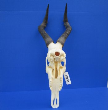 Female Red Hartebeest Skull with 16 inches horns <font color=red> Grade A</font> for $109.99 (SHIPS UPS ONLY)