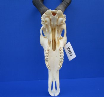 Female Red Hartebeest Skull with 16 inches horns <font color=red> Grade A</font> for $109.99 (SHIPS UPS ONLY)