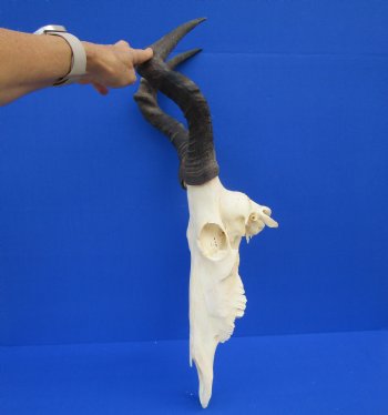 Female Red Hartebeest Skull with 16 inches horns <font color=red> Grade A</font> for $109.99 (SHIPS UPS ONLY)