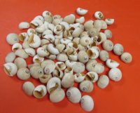Shark Eye Shells, Moon Snails 1 to -1-1/2 inches  - 100 @ .20 each