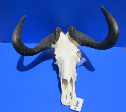 18-1/2 inches wide Discount Male Black Wildebeest Skull with Horns <font color=red> Grade B</font> for $79.99