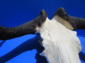 18-1/2 inches wide Discount Male Black Wildebeest Skull with Horns <font color=red> Grade B</font> for $79.99