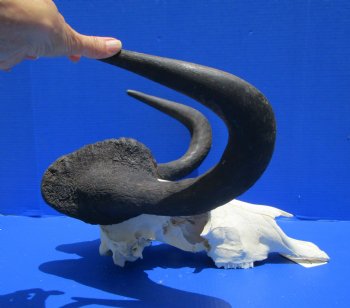 18-1/2 inches wide Discount Male Black Wildebeest Skull with Horns <font color=red> Grade B</font> for $79.99