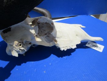 18-1/2 inches wide Discount Male Black Wildebeest Skull with Horns <font color=red> Grade B</font> for $79.99