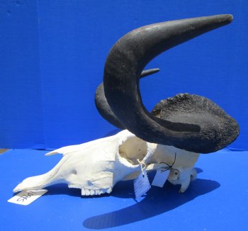 18-1/2 inches wide Discount Male Black Wildebeest Skull with Horns <font color=red> Grade B</font> for $79.99