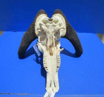 18-1/2 inches wide Discount Male Black Wildebeest Skull with Horns <font color=red> Grade B</font> for $79.99