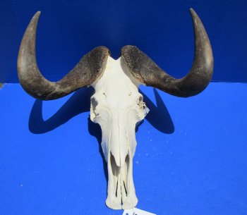 17-1/2 inches wide Discount Male Black Wildebeest Skull with Horns <font color=red> Grade B</font> for $89.99