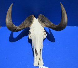 17-1/2 inches wide Discount Male Black Wildebeest Skull with Horns <font color=red> Grade B</font> for $89.99