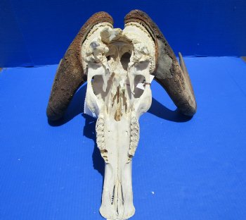 17-1/2 inches wide Discount Male Black Wildebeest Skull with Horns <font color=red> Grade B</font> for $89.99