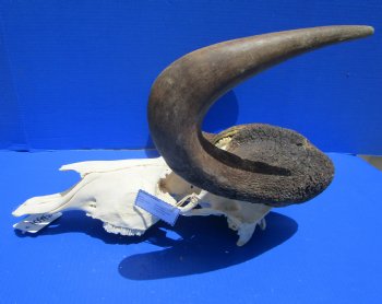 17-1/2 inches wide Discount Male Black Wildebeest Skull with Horns <font color=red> Grade B</font> for $89.99