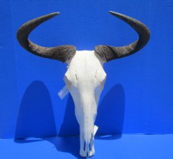 21 inches wide Large African Blue Wildebeest Skull and Horns <font color=red> Good Quality</font> for $94.99