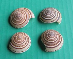 Sundial Shells, Round Striped Seashell <font color=red> Wholesale</font> 1 to 1-1/2 inches - 500 @ .22 each