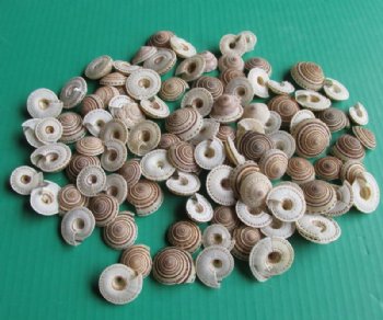 Sundial Shells, Round Striped Seashell <font color=red> Wholesale</font> 1 to 1-1/2 inches - 500 @ .22 each