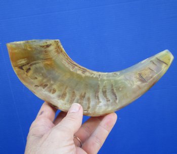 10 inches Polished Sheep, Ram's Horn Shofar for $14.99