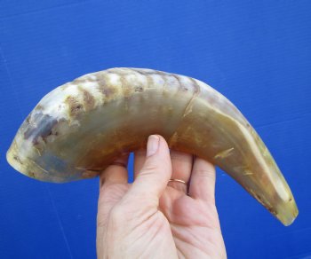 10 inches Polished Sheep, Ram's Horn Shofar for $14.99
