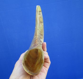 10 inches Polished Sheep, Ram's Horn Shofar for $14.99
