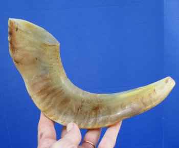 11 inches Polished Sheep, Ram Horn Shofar for $14.99