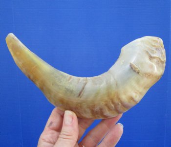 11 inches Polished Sheep, Ram Horn Shofar for $14.99