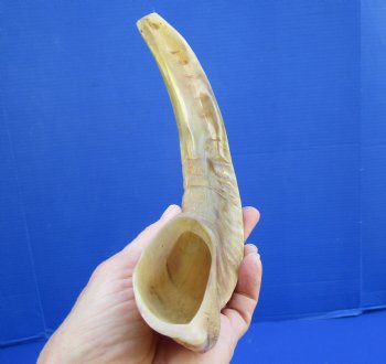 11 inches Polished Sheep, Ram Horn Shofar for $14.99