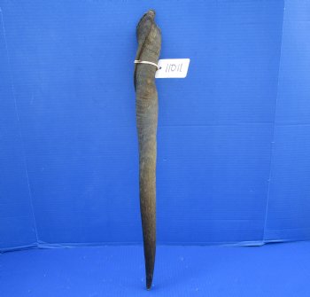 24 inches Cow Eland Horn (21-1/2" Straight) - Buy this one for $31.99