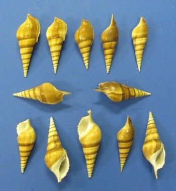 Tibia Curta Shells, Indian Tibia, 3 to 5 inches - 25 @ .56 each; 50 @ .48 each
