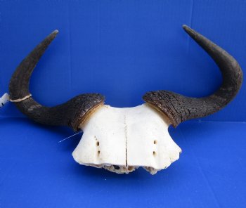 18 inches wide African Blue Wildebeest Skull Plate for Sale - Buy this one for $44.99
