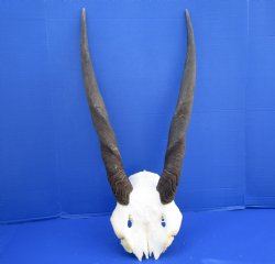 Female, Cow Eland Skull Plate with 25 inches Horns for $74.99