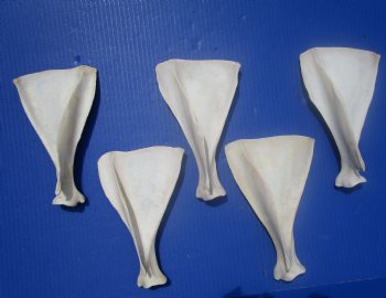  Five Authentic Whitetail Deer Shoulder Blade Bones for Sale, 7-3/4 to 8 inches - Buy these for $4 each <font color=red> SALE $3.00 EACH</font>