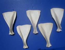  Five Authentic Whitetail Deer Shoulder Blade Bones for Sale, 7-3/4 to 8 inches - Buy these for $4 each <font color=red> SALE $3.00 EACH</font>
