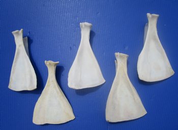  Five Authentic Whitetail Deer Shoulder Blade Bones for Sale, 7-3/4 to 8 inches - Buy these for $4 each <font color=red> SALE $3.00 EACH</font>