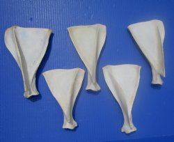  Five Whitetail Deer Shoulder Blade Bones for Sale, 6-1/2 to 8 inches - Buy these for $4 each <font color=red> SALE $3.00 EACH</font>