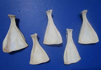  Five Whitetail Deer Shoulder Blade Bones for Sale, 6-1/2 to 8 inches - Buy these for $4 each <font color=red> SALE $3.00 EACH</font>