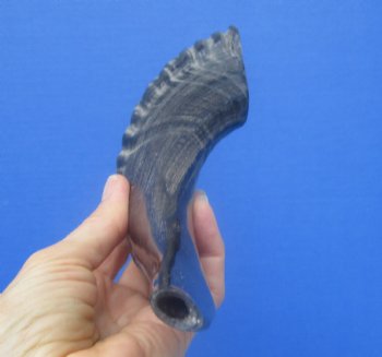 12-1/2 inches Polished Sheep, Ram's Horn Shofar for $14.99