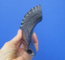 12-1/2 inches Polished Sheep, Ram's Horn Shofar for $14.99