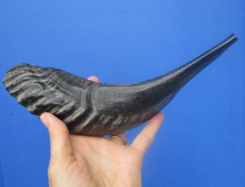12-1/2 inches Polished Sheep, Ram's Horn Shofar for $14.99