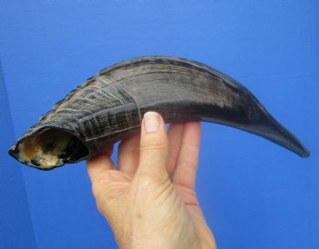 12-1/2 inches Polished Sheep, Ram's Horn Shofar for $14.99