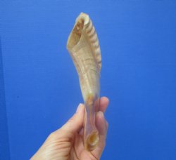 13-1/2 inches Polished Rams Horn Shofar, Sheep Horn Shofar, Viking War Horn - Buy this one for $34.99