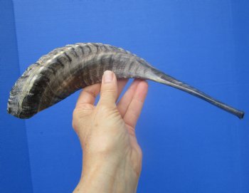 14-3/4 inches Polished Rams Horn Shofar, Sheep Horn Shofar, Viking War Horn - Buy this one for $34.99