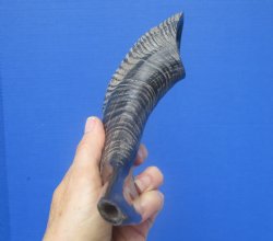 13-1/2 inches Polished Rams Horn Shofar, Sheep Horn Shofar, Viking War Horn - Buy this one for $34.99