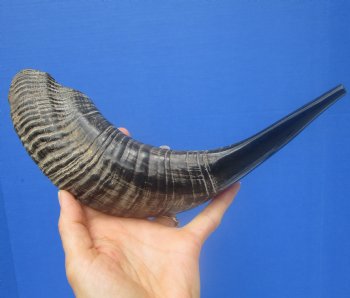 13-1/2 inches Polished Rams Horn Shofar, Sheep Horn Shofar, Viking War Horn - Buy this one for $34.99