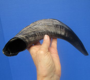 13-1/2 inches Polished Rams Horn Shofar, Sheep Horn Shofar, Viking War Horn - Buy this one for $34.99
