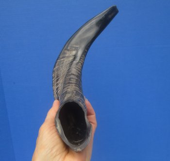 13-1/2 inches Polished Rams Horn Shofar, Sheep Horn Shofar, Viking War Horn - Buy this one for $34.99