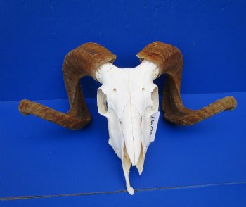 African Merino Ram Skull, Sheep Skull with 25 inches Horns - <font color=red> Grade B</font> for $134.99