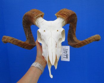 African Merino Ram Skull, Sheep Skull with 25 inches Horns - <font color=red> Grade B</font> for $134.99